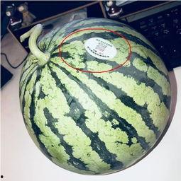 吃瓜网红图片,揭秘吃瓜网红的爆红之路