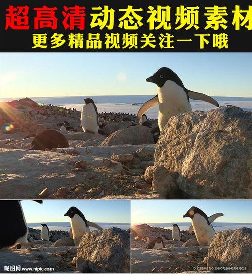 可爱亚洲企鹅视频,亚洲企鹅视频集锦