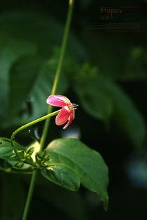 在线无码须藤,揭秘在线无码世界的魅力与挑战