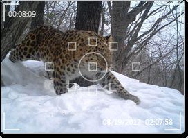 亚洲虎豹视频区,揭秘神秘森林中的王者风采